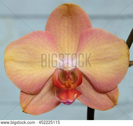 Beautiful Peach-pink Phalaenopsis Orchid Flower On A Blue Background, Exotic Indoor Tropical Plant, 