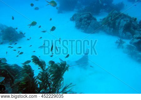 Spotted Eagle Ray Aetobatus Narinari Over White Sand Bottom Bonaire Marine Park