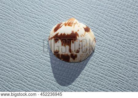 Seashell Of Bivalve Mollusc Decussate Bittersweet (glycymeris Decussata) On A Blue Background. Place