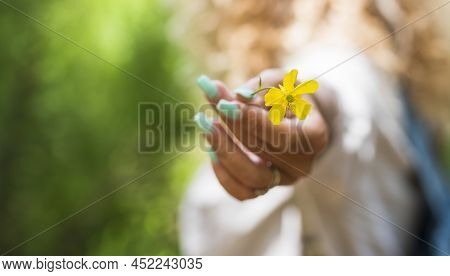 Spring Flower Blossom Nature Concept With Yellow Flower Holded Bu Woman Hands In Foreground And Defo