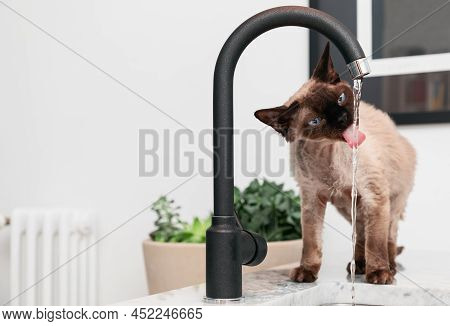 Young Devon Rex Cat (blu Point Type) In The Kitchen Drinking Tap Watert (selective Focus)