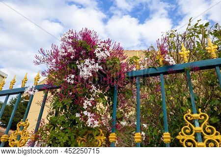 Multi-flowered Jasmine (jasminum Polyanthum) Blooms On The Background Of A Blue Fence