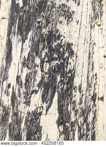 The Surface Of The Old Gray Drift Wood Texture. Empty Template.
