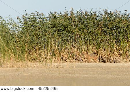 Wild Jackal Or Canis Mesomelas On Coast Of Lake.