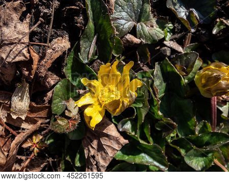 Macro Shot Of The Bright Yellow Spring-flowering Flower Ranunculus Kotchii 'lemonade' With Narrow Pe