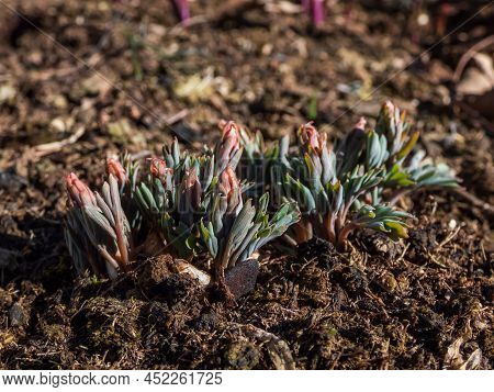 Close-up Of Rosy Purple Flower Buds Of The Corydalis Schanginii Appearing From The Ground In Early S