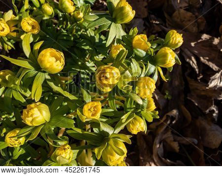 Macro Shot Of Yellow Winter Aconite (eranthis Hyemalis) 'flore Pleno', A Variation With Fully Double