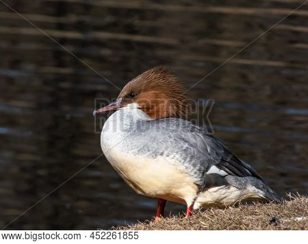 Close-up Shot Of The Female Of Goosander (common Merganser) (mergus Merganser) Standing On The Bank 