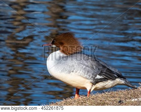 Close-up Shot Of The Female Of Goosander (common Merganser) (mergus Merganser) Standing On The Bank 