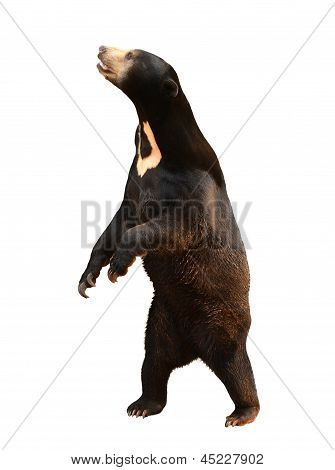sunbear Malaya aislado sobre fondo blanco