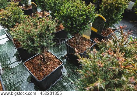 Chamaecyparis Lawsoniana Columnaris Or False Cypress. Young Garden Plant In Plant Farm In Flower Pot