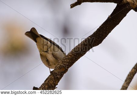 Underside View Of A Tenerife Blue Chaffinch Fringilla Teydea. Female. Las Lajas. Corona Forestal Nat