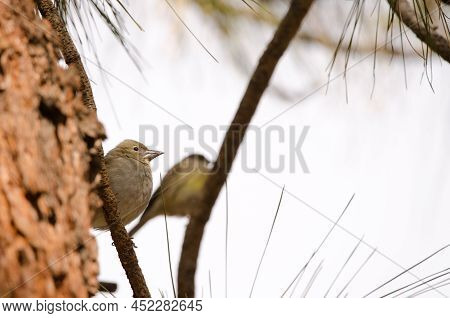 Tenerife Blue Chaffinch Fringilla Teydea. Female And Atlantic Canary In The Background. Las Lajas. V