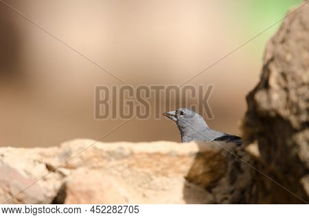 Tenerife Blue Chaffinch Fringilla Teydea. Male Drinking Water. Las Lajas. Vilaflor. Corona Forestal 