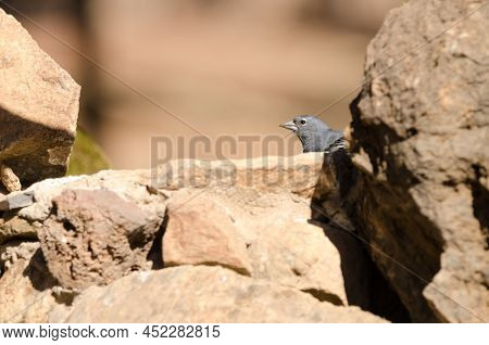 Tenerife Blue Chaffinch Fringilla Teydea. Male Drinking Water. Las Lajas. Vilaflor. Corona Forestal 