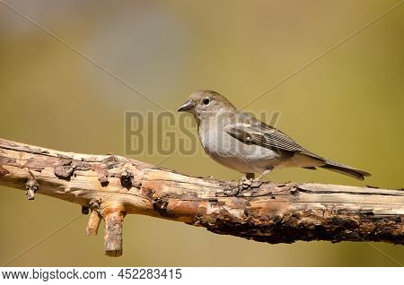 Tenerife Blue Chaffinch Fringilla Teydea. Las Lajas. Vilaflor. Corona Forestal Natural Park. Tenerif