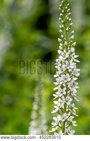 Gooseneck Loosestrife (lysimachia Clethroides)