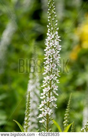 Gooseneck Loosestrife (lysimachia Clethroides)