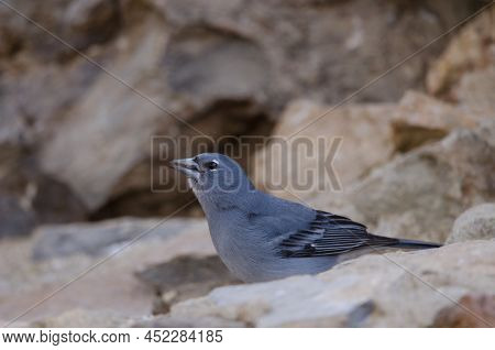 Tenerife Blue Chaffinch Fringilla Teydea. Male Drinking Water. Las Lajas. Vilaflor. Corona Forestal 