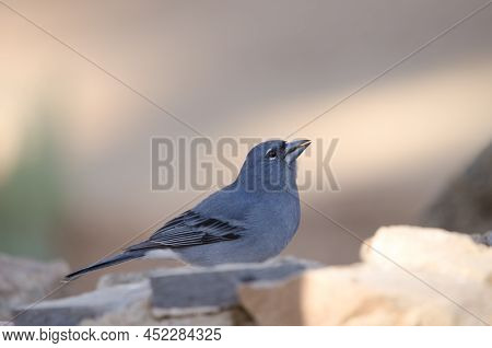 Tenerife Blue Chaffinch Fringilla Teydea. Male Drinking Water. Las Lajas. Vilaflor. Corona Forestal 