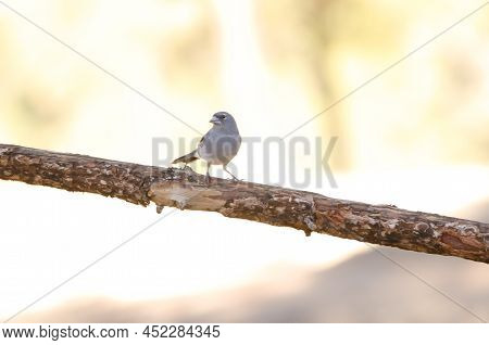Tenerife Blue Chaffinch Fringilla Teydea. Male. Las Lajas. Vilaflor. Corona Forestal Natural Park. T