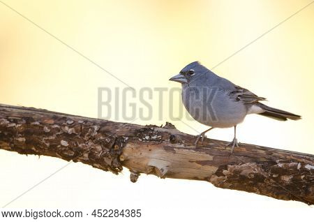 Tenerife Blue Chaffinch Fringilla Teydea. Male. Las Lajas. Vilaflor. Corona Forestal Natural Park. T