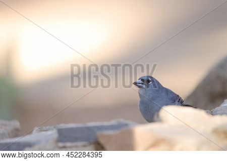 Tenerife Blue Chaffinch Fringilla Teydea. Male Drinking Water. Las Lajas. Vilaflor. Corona Forestal 