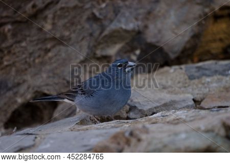Tenerife Blue Chaffinch Fringilla Teydea. Male Drinking Water. Las Lajas. Vilaflor. Corona Forestal 