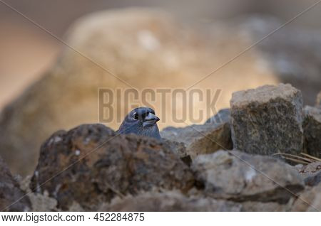 Tenerife Blue Chaffinch Fringilla Teydea. Male Drinking Water. Las Lajas. Vilaflor. Corona Forestal 