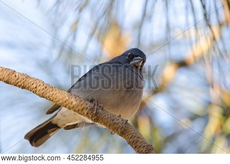 Tenerife Blue Chaffinch Fringilla Teydea. Male. Las Lajas. Vilaflor. Corona Forestal Natural Park. T