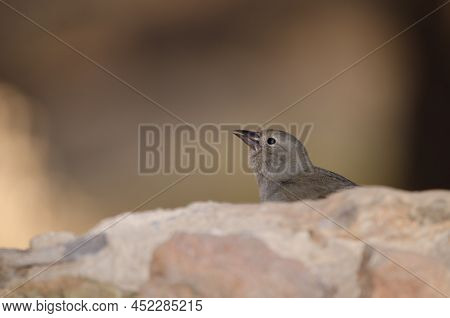 Tenerife Blue Chaffinch Fringilla Teydea. Female Drinking Water. Las Lajas. Vilaflor. Corona Foresta