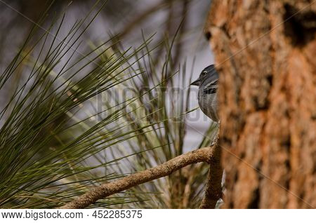 Tenerife Blue Chaffinch Fringilla Teydea. Male. Las Lajas. Vilaflor. Corona Forestal Natural Park. T