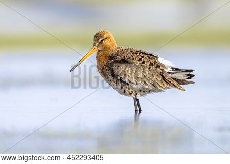 Looking Black-tailed Godwit (limosa Limosa) Resting And Foraging In Shallow Water Of A Wetland Durin