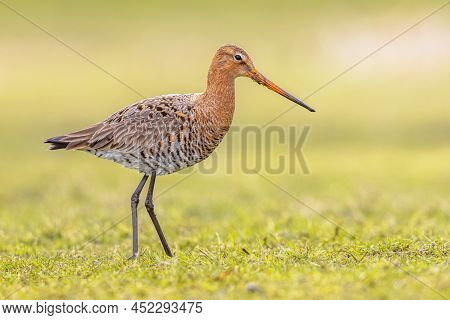 Looking Black-tailed Godwit (limosa Limosa) Resting And Foraging In Shallow Water Of A Wetland Durin