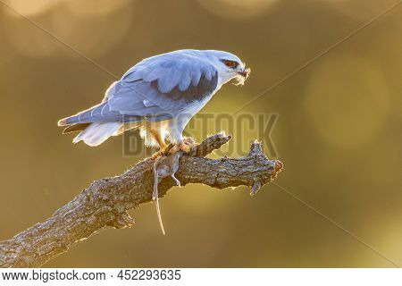 Black-winged Kite (elanus Caeruleus) Bird Of Prey Perched In Tree With Mouse Prey Catch On Bright Ba