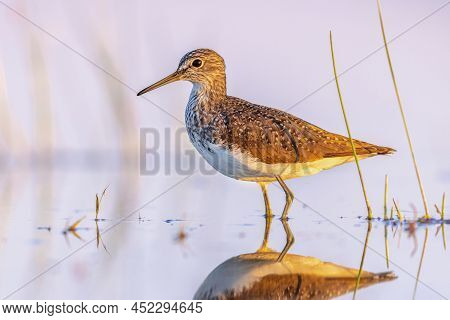Green Sandpiper (tringa Ochropus) Is A Small Wader Shorebird Of The Old World. Bird Wading In Shallo