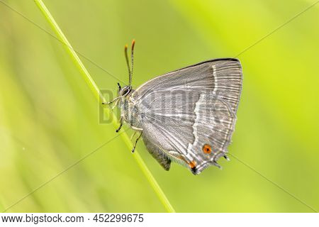 Purple Hairstreak (neozephyrus Quercus) Butterfly Resting In Grass. Wildlife Scene Of Nature In Euro