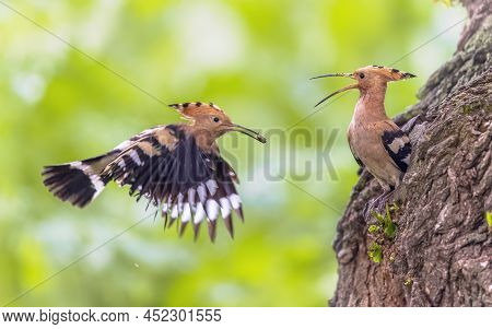 Eurasian Hoopoe (upupa Epops) Is The Most Widespread Species Of The Bird Genus Upupa, Native To Euro
