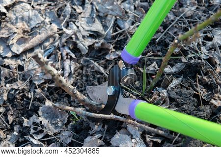 Roses. Gardener wearing protective leather gloves prunings, damaged and diseased growth using loopers, dead after winter using loopers in early spring