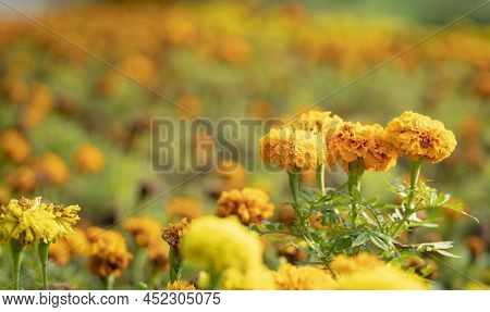 Flower Bed Of Marygold Flowers, Orange And Yellow. Selected Focus, Copy Space.