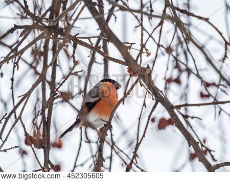 Bullfinch Sits On A Branch And Eats Small Red Apples. Bullfinch Bird Eats Berry On A Tree Branch. Bu