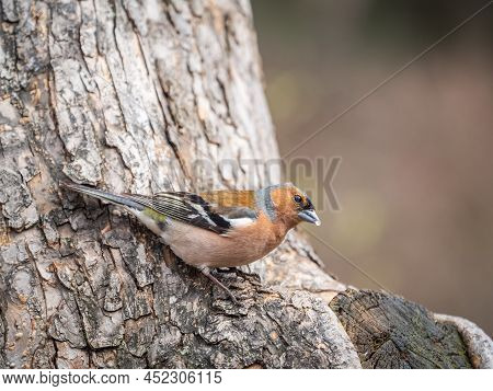 Common Chaffinch, Fringilla Coelebs, Sits On A Tree. Common Chaffinch In Wildlife.