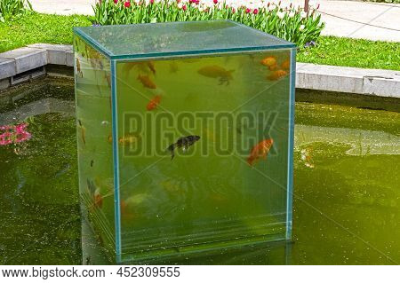 An Unusual Aquarium - A Bottomless Glass Cube On The Surface Of A Pond. Aptekarsky Ogorod (a Branch 