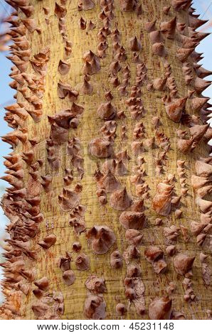 Textura žádaje kmen stromu