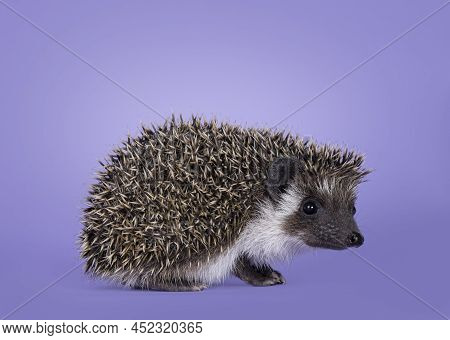 Cute Little Hedgehog Baby. Isolated On A Pastel Purple Lilac Background. Standing Facing Side Ways A