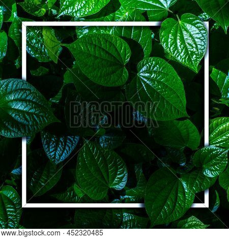 White Frame On Green Leaf Background, Text Can Be Written, Natural Lush Green Leaves Of Leaf Texture