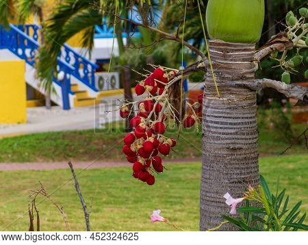 Christmas Palm Adonidia Merrillii With A Cluster Of Red Palm Fruit
