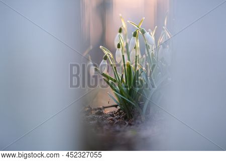 Flowers Of A Snowdrop Or Common Snowdrop. Snowdrops Bloom In The Garden In Spring.
