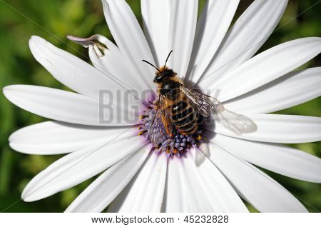 Ape raccoglie il polline da fiore.