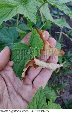 Green Leaf Damage As Symptoms Of Fusarium Wilt.